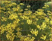 Aster linosyris