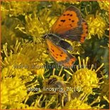 Aster linosyris