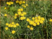 Aster linosyris