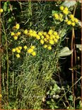 Aster linosyris
