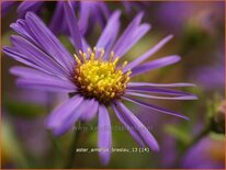 Aster amellus 'Breslau'