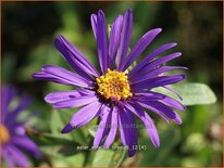 Aster amellus 'Breslau'
