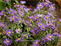Aster amellus 'Breslau'