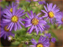 Aster amellus 'Breslau'