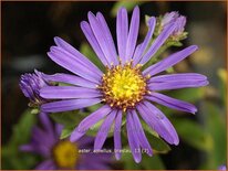 Aster amellus 'Breslau'