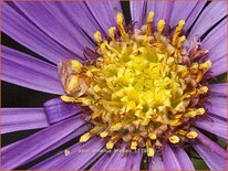 Aster amellus 'Breslau'