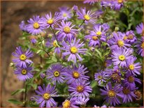 Aster amellus 'Breslau'