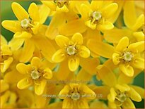 Asclepias tuberosa &#39;Hello Yellow&#39;