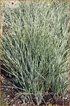 Asphodeline lutea