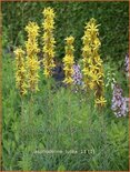 Asphodeline lutea