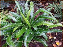 Asplenium scolopendrium &#39;Angustifolia&#39;