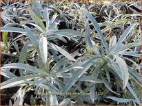 Artemisia ludoviciana &#39;Silver Queen&#39;