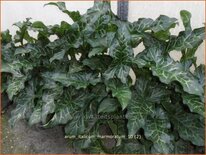 Arum italicum 'Marmoratum'