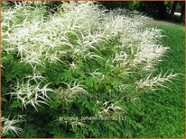 Aruncus &#39;Johannifest&#39;