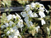 Arabis ferdinandi-coburgii &#39;Old Gold&#39;