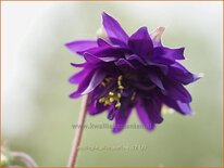 Aquilegia 'Blue Barlow'