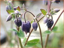 Aquilegia 'Blue Barlow'