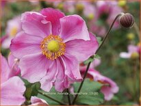 Anemone hybrida &#39;Rosenschale&#39;
