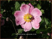 Anemone hybrida &#39;Rosenschale&#39;