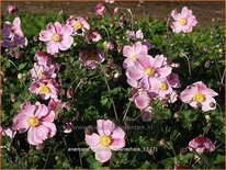 Anemone hybrida &#39;Rosenschale&#39;