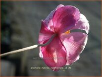 Anemone hybrida &#39;Rosenschale&#39;