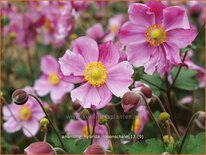 Anemone hybrida &#39;Rosenschale&#39;