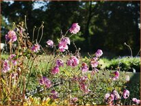 Anemone hybrida &#39;Rosenschale&#39;