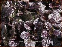 Ajuga reptans 'Atropurpurea'