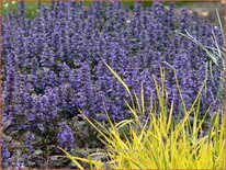 Ajuga reptans 'Atropurpurea'