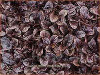 Ajuga reptans 'Atropurpurea'