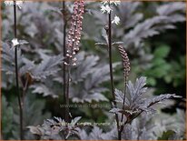 Actaea simplex 'Brunette'