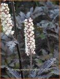 Actaea simplex 'Brunette'