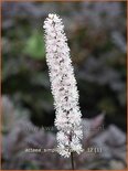 Actaea simplex 'Brunette'