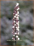Actaea simplex 'Brunette'