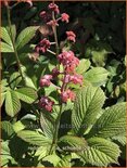 Rodgersia 'Die Schöne'