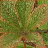 Rodgersia 'Die Schöne'