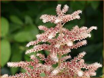 Rodgersia 'Die Schöne'