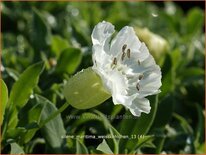 Silene maritima &#39;Weißkehlchen&#39;