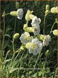 Silene maritima &#39;Weißkehlchen&#39;
