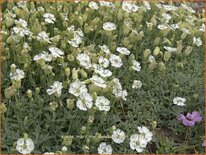 Silene maritima &#39;Weißkehlchen&#39;