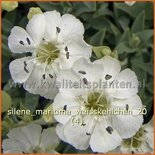 Silene maritima &#39;Weißkehlchen&#39;