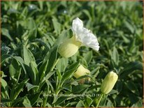 Silene maritima &#39;Weißkehlchen&#39;