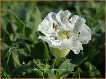 Silene maritima &#39;Weißkehlchen&#39;