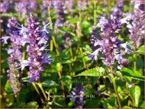 Agastache 'Little Adder'