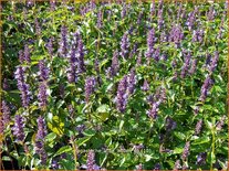 Agastache 'Little Adder'