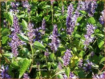 Agastache 'Little Adder'