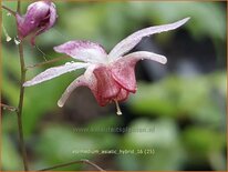 Epimedium 'Asiatic Hybrid'