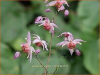 Epimedium 'Asiatic Hybrid'