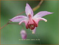 Epimedium 'Asiatic Hybrid'