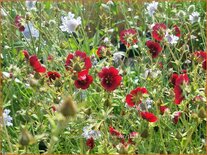 Potentilla 'Monarchs Velvet'
